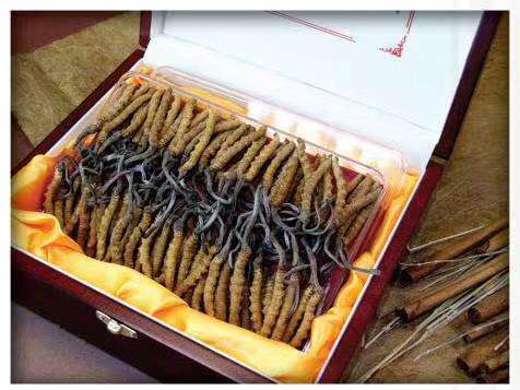 焉耆冬虫夏草回收